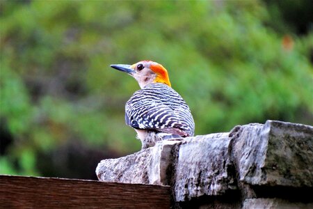 Colorful wildlife woodpecker