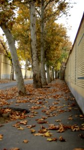 Alleys in autumn - Nishapur 15