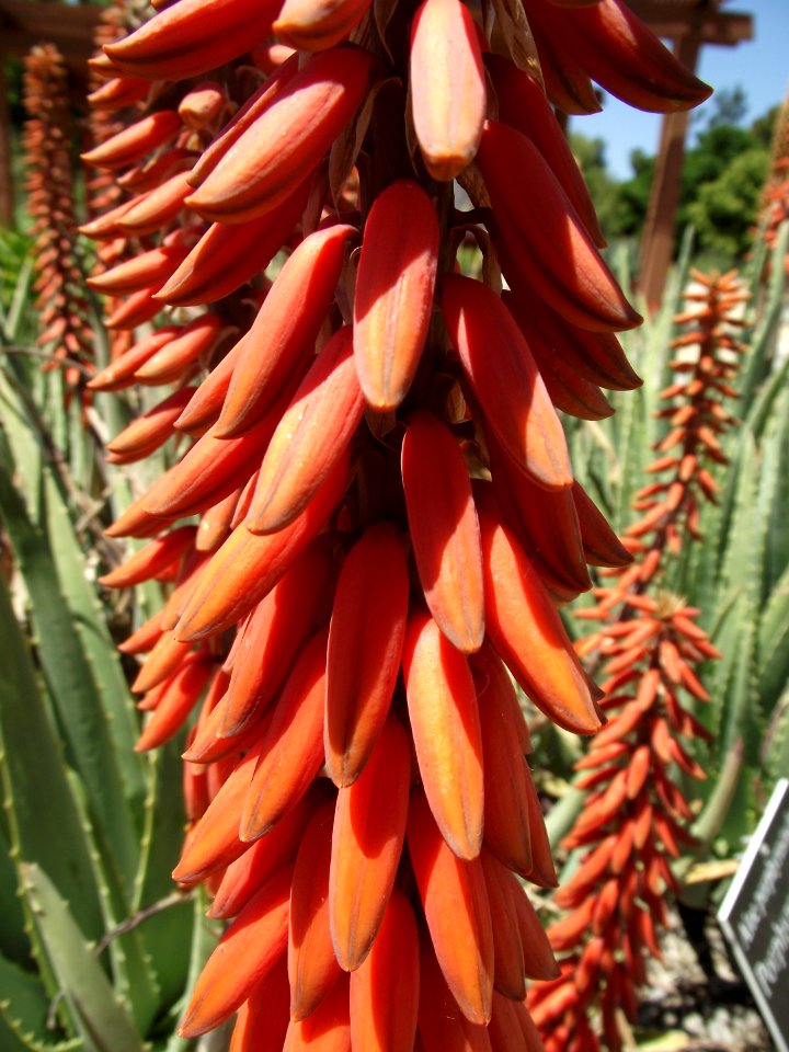 Aloe porphyrostachys