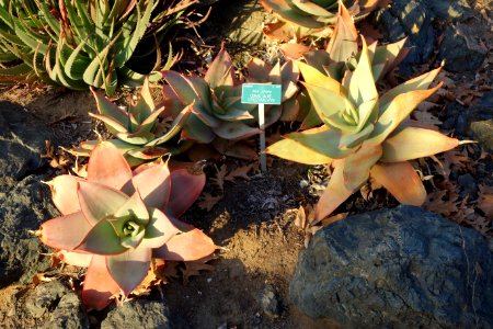 Aloe striata - San Luis Obispo Botanical Garden - DSC06067