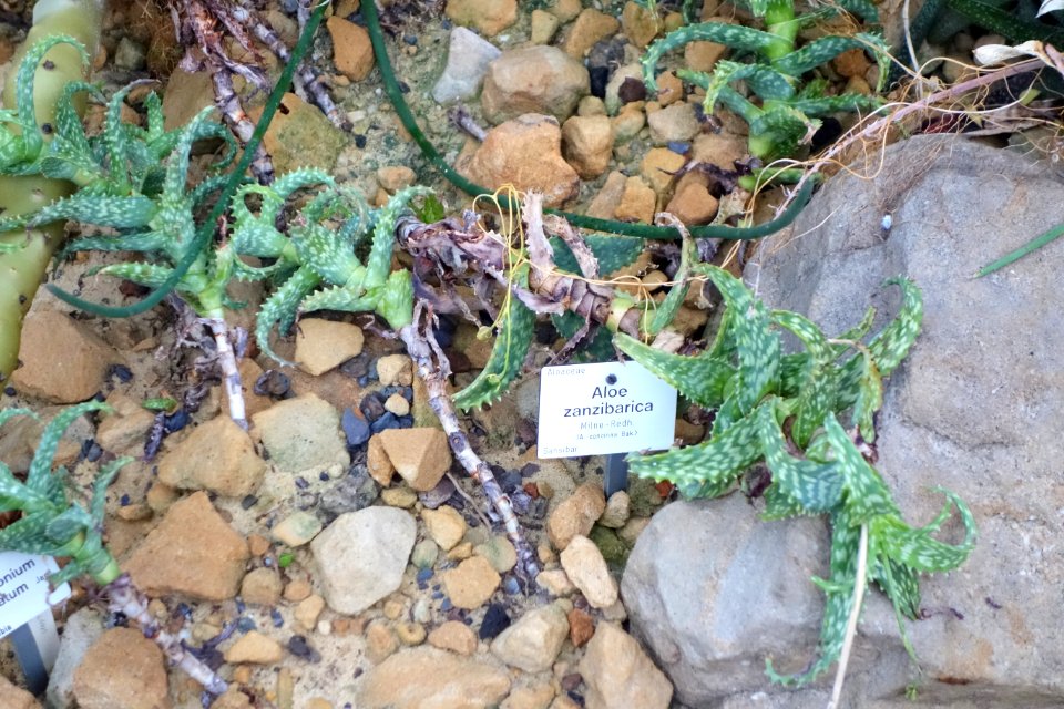 Aloe squarrosa (Aloe zanzibarica) - Botanischer Garten, Dresden, Germany - DSC08905