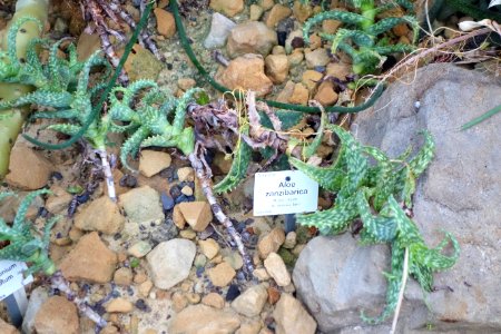 Aloe squarrosa (Aloe zanzibarica) - Botanischer Garten, Dresden, Germany - DSC08905