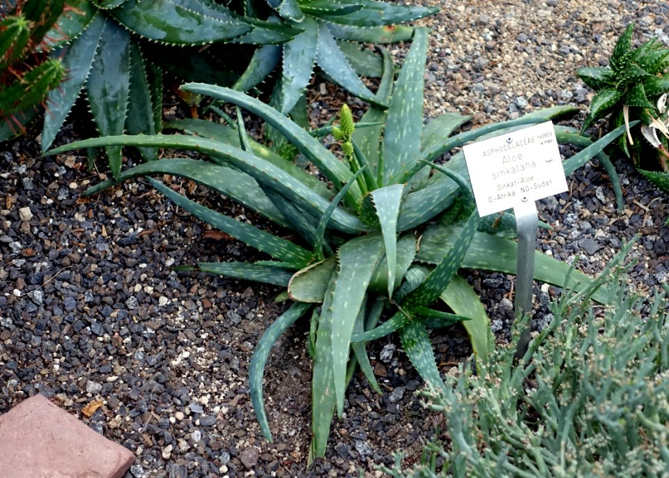 Aloe sinkatana - Botanischer Garten - Heidelberg, Germany - DSC01328