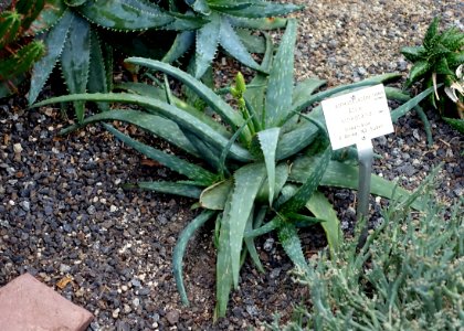 Aloe sinkatana - Botanischer Garten - Heidelberg, Germany - DSC01328