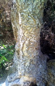 Aloe plicatilis - Detail of trunk and bark