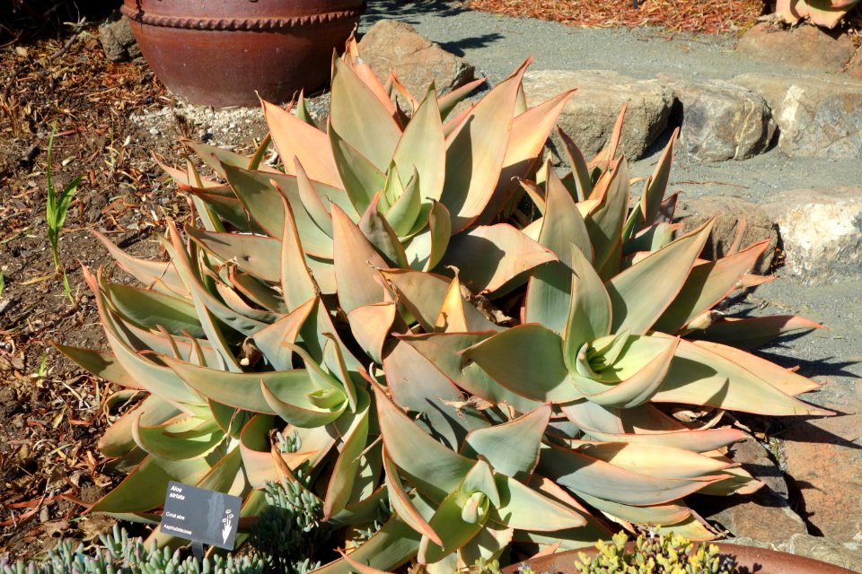Aloe striata - Leaning Pine Arboretum - DSC05663