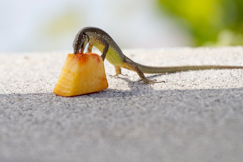 Lizard feeding madeira