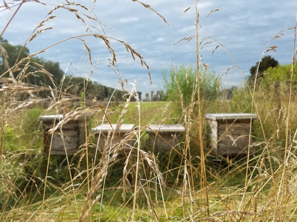 Beekeeping bees field