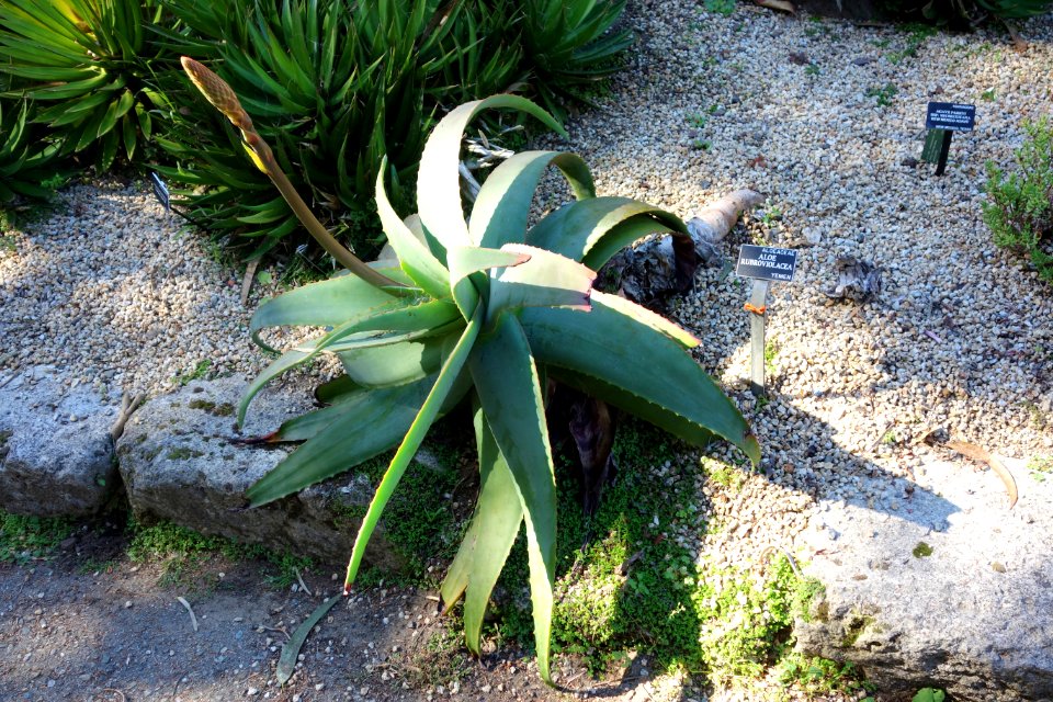 Aloe rubroviolacea - San Francisco Botanical Garden - DSC09798