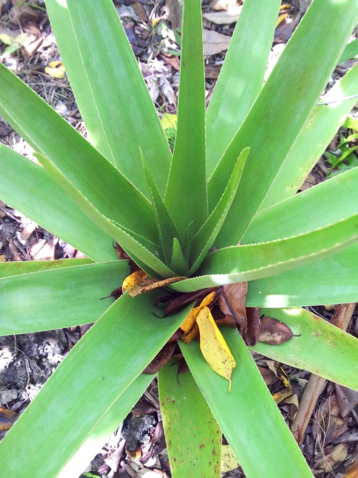 Aloe tormentorii - Ile aux aigrettes - 3