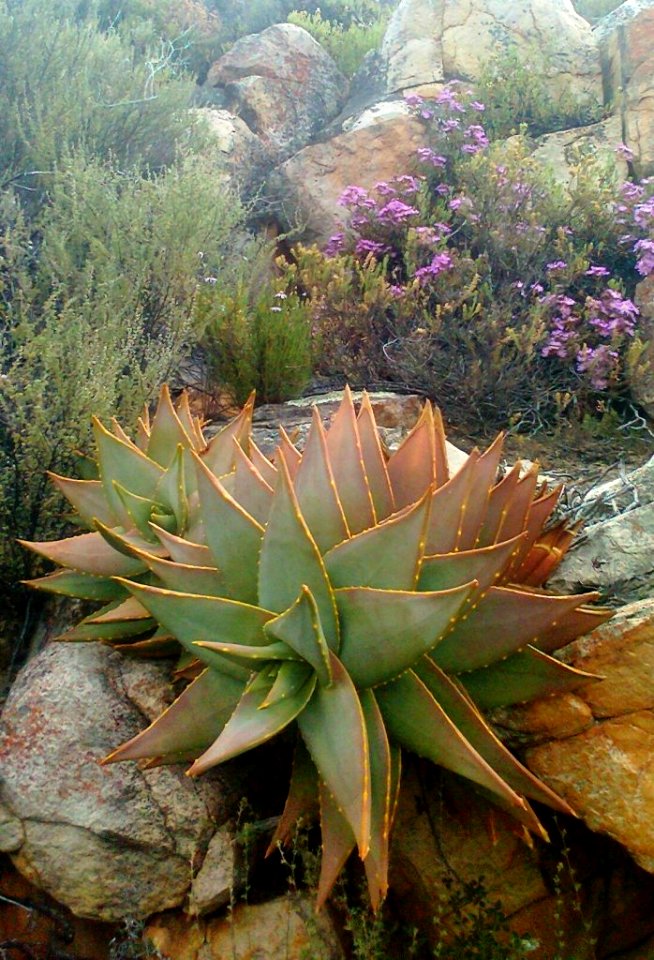 Aloe perfoliata - de doorns South Africa 3