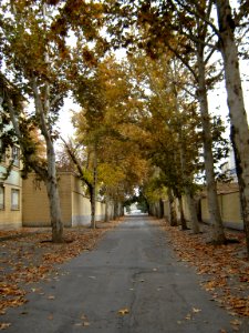 Alleys in autumn - Nishapur 21
