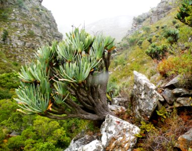 Aloe plicatilis forest - Stellenbosch mountains South Africa 3