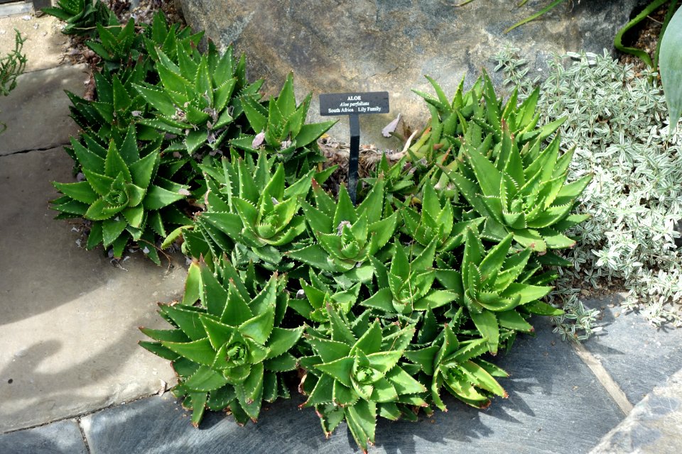Aloe perfoliata hybrid - Longwood Gardens - DSC01111