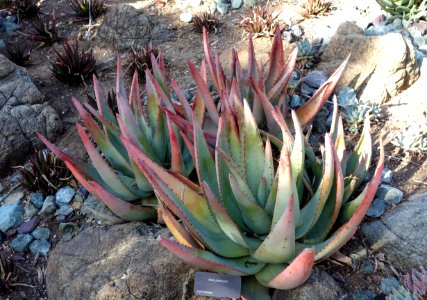 Aloe petricola - Leaning Pine Arboretum - DSC05759