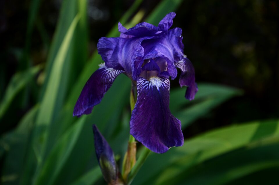 Bloom violaceae spring