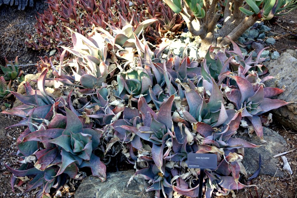 Aloe reynoldsii - Leaning Pine Arboretum - DSC05766