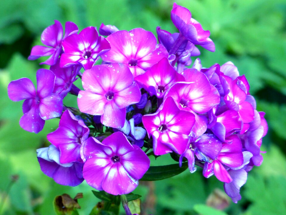 France purple petals