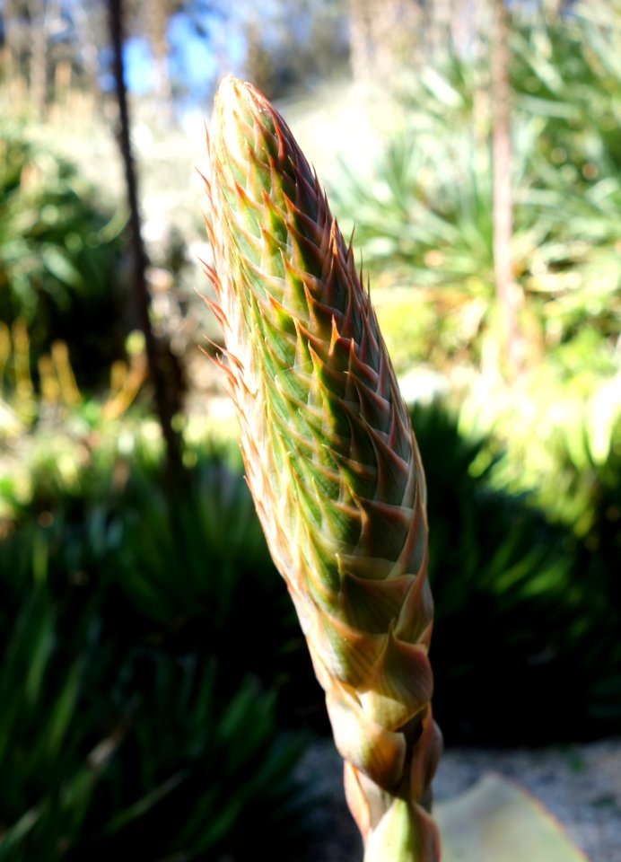 Aloe rubroviolacea - San Francisco Botanical Garden - DSC09800