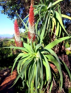 Aloe speciosa - tilt head aloe