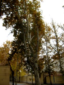 Alleys in autumn - Nishapur 26