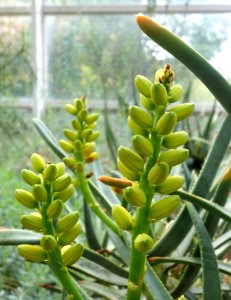 Aloe ramosissima - Brooklyn Botanic Garden - Brooklyn, NY - DSC08088