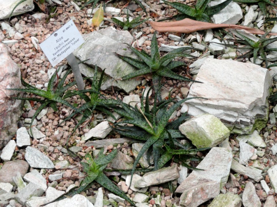 Aloe rauhii - Palmengarten Frankfurt - DSC01695