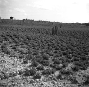 Aloekwekerij op Aruba, Bestanddeelnr 252-7947