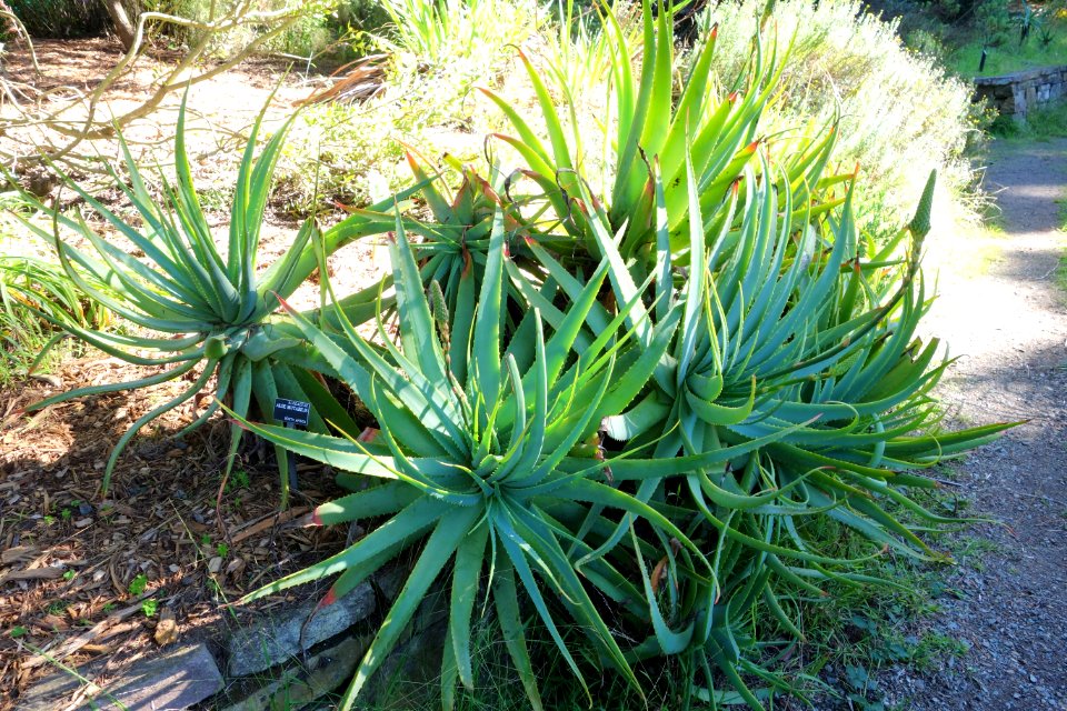 Aloe mutabilis - San Francisco Botanical Garden - DSC09924