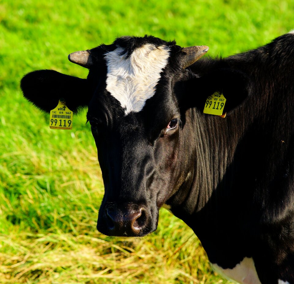 Pasture animal agriculture