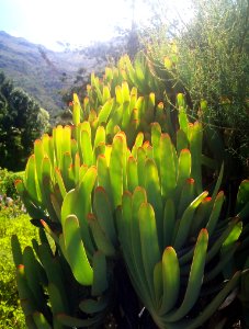 Aloe plicatilis - Detail of leaves 2