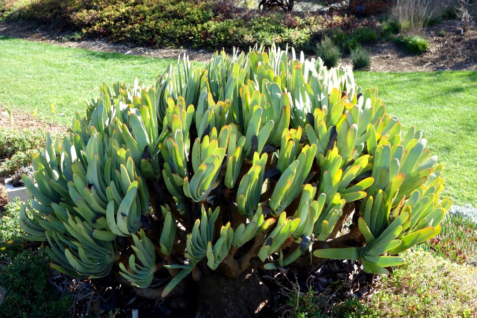 Aloe plicatilis - Leaning Pine Arboretum - DSC05674