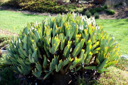 Aloe plicatilis - Leaning Pine Arboretum - DSC05674