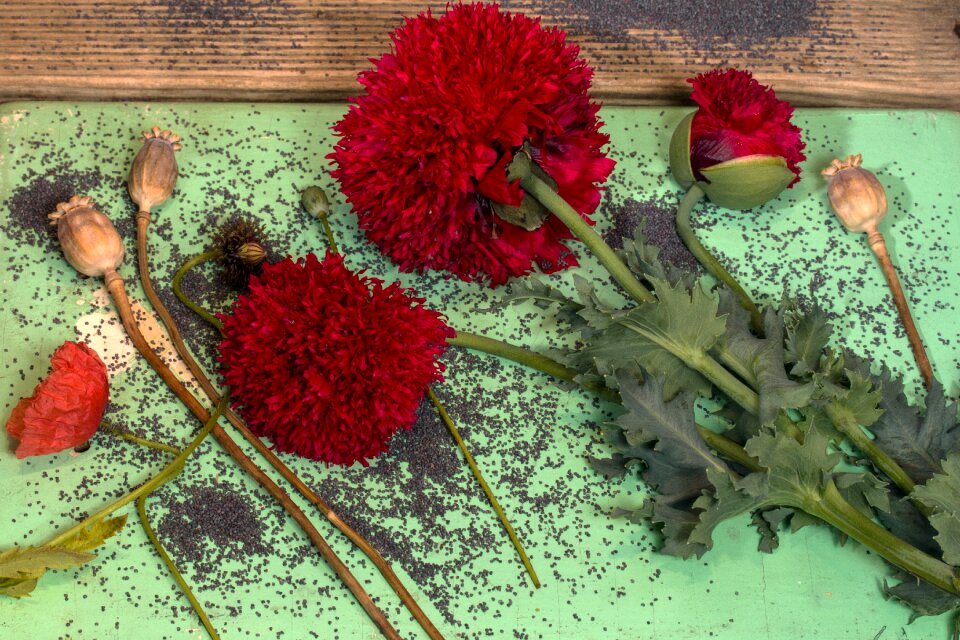 Poppy capsules seeds poppy seeds