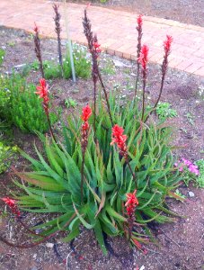 Aloe succotrina - the fynbos aloe - Cape Town photo