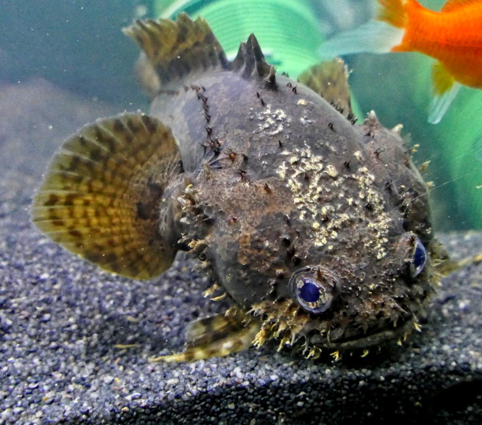 Allenbatrachus grunniens - Grunniens Süßwasser Krötenfisch (4)