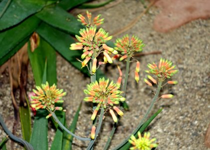 Aloe scobinifolia - Botanischer Garten - Heidelberg, Germany - DSC01342