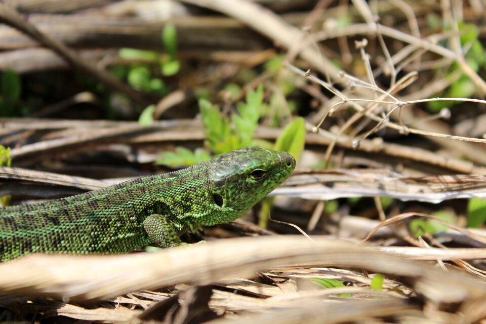 Krupnyj plan nature wildlife