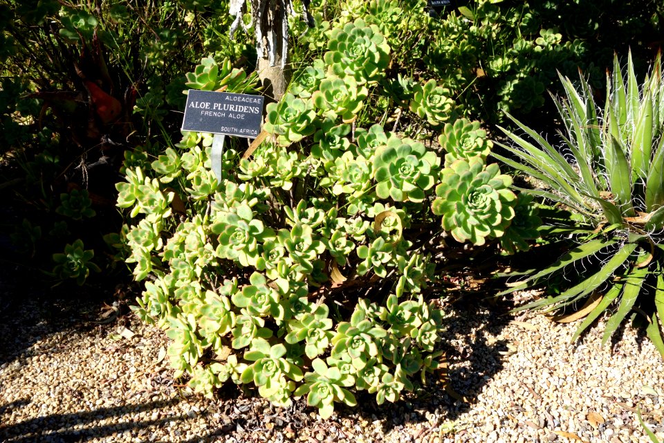 Aloe pluridens - San Francisco Botanical Garden - DSC09777