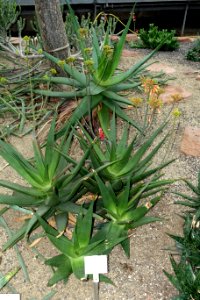 Aloe scobinifolia - Botanischer Garten - Heidelberg, Germany - DSC01341