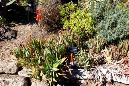 Aloe cameronii - San Francisco Botanical Garden - DSC09772