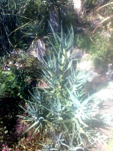 Aloe striatula - grey variety
