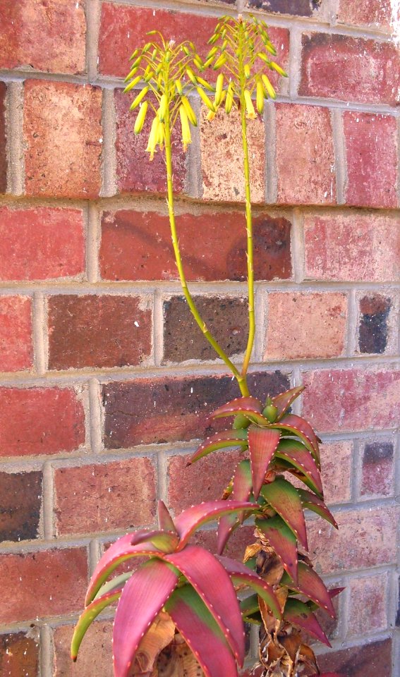 Aloe pearsonii in cultivation - SA0