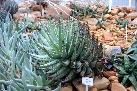 Aloe erinacea - Botanischer Garten, Dresden, Germany - DSC08807