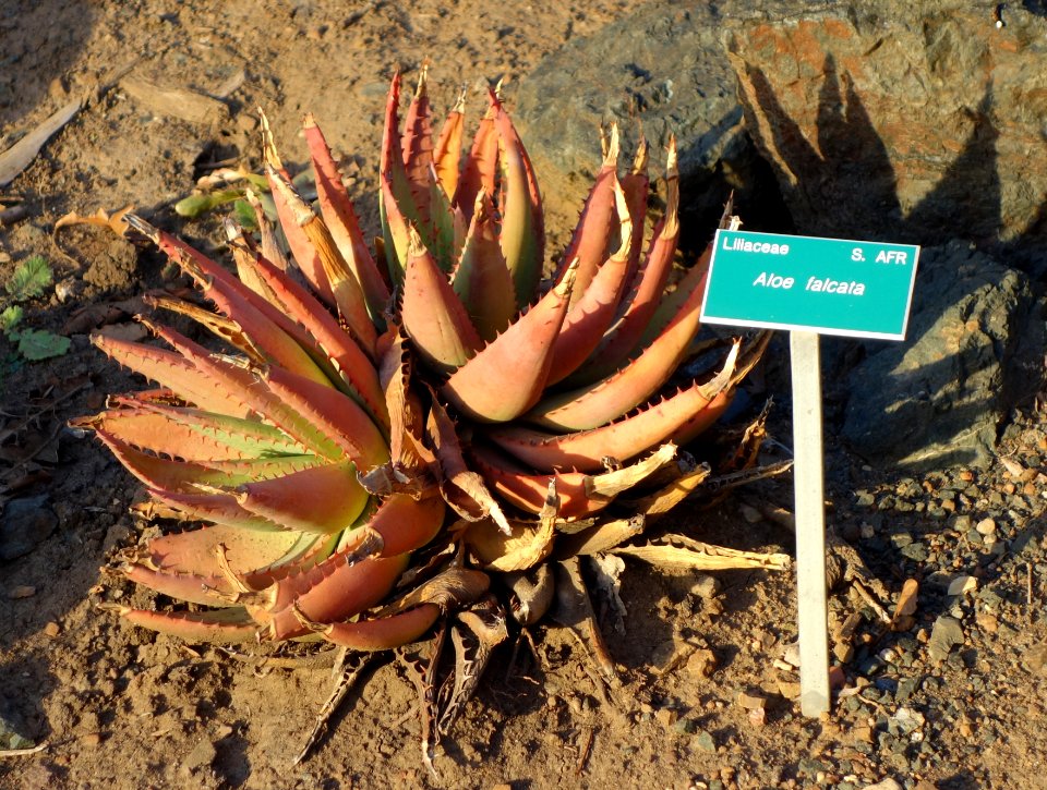 Aloe falcata - San Luis Obispo Botanical Garden - DSC06061