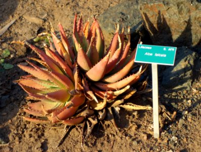 Aloe falcata - San Luis Obispo Botanical Garden - DSC06061