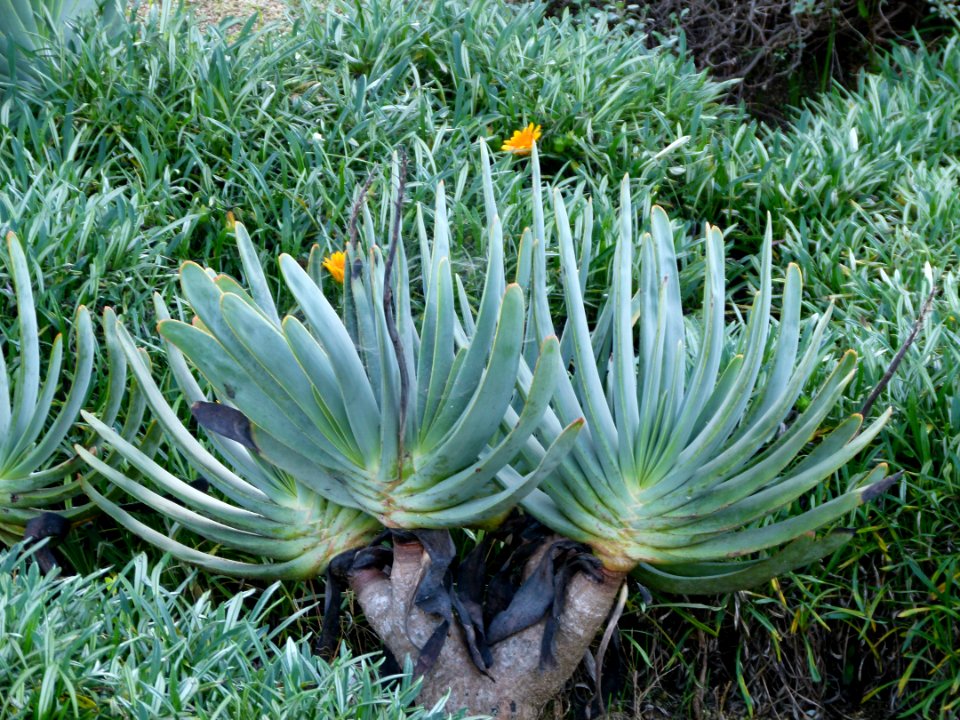 Aloe plicatilis Montjuic 2