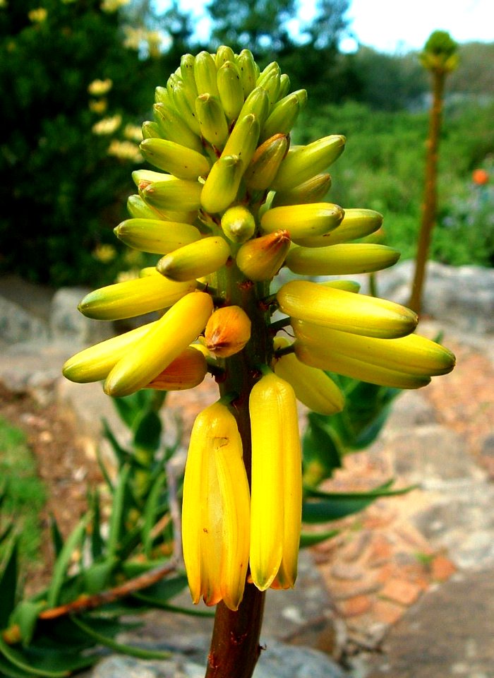 Aloe commixta - Peninsula Rambling Aloe inflorescence - Cape Town SA