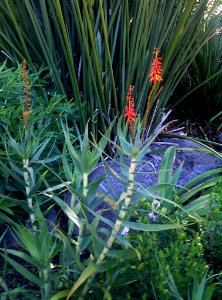 Aloe tenuior var rubriflora - Kirstenbosch Botanical gardens