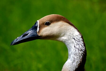 Swan goose bird head nature photo